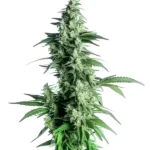 Goji OG cannabis plant with tall, dense buds and green leaves, covered in a layer of frosty trichomes.