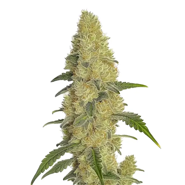 Gorilla Glue #4 Fast Version hybrid with quick flowering and high THC