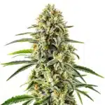 Dense Gorilla Glue x Do-Si-Dos cannabis bud with frosty trichomes and bright orange pistils.