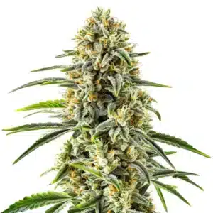 Dense Gorilla Glue x Do-Si-Dos cannabis bud with frosty trichomes and bright orange pistils.