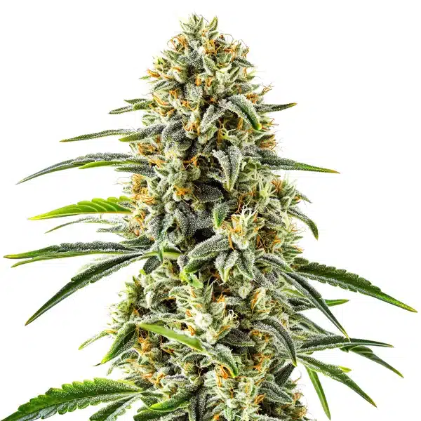 Dense Gorilla Glue x Do-Si-Dos cannabis bud with frosty trichomes and bright orange pistils.