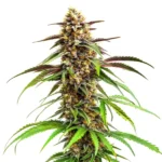 Resin-coated buds of Grease Monkey cannabis strain with earthy tones.