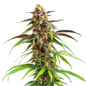 Resin-coated buds of Grease Monkey cannabis strain with earthy tones.