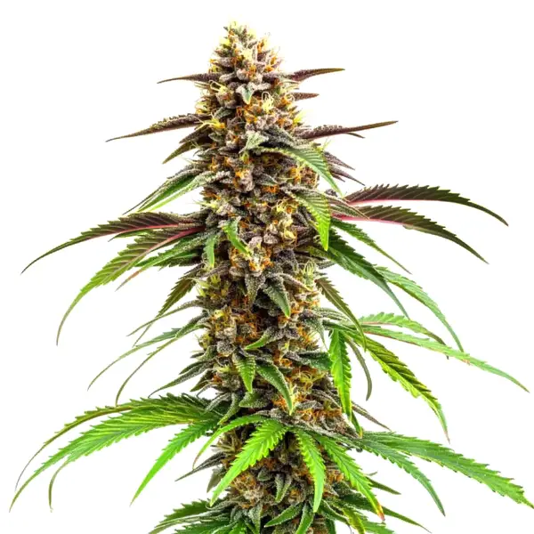 Resin-coated buds of Grease Monkey cannabis strain with earthy tones.