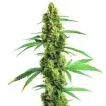 Compact Green Crack Fast Version buds with vibrant green tones and resin.