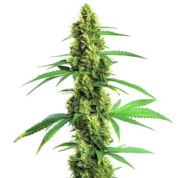 Compact Green Crack Fast Version buds with vibrant green tones and resin.