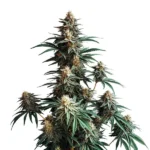 Jack Herer Fast Version sativa-dominant strain with high resin production