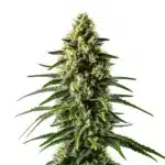 Lemon Haze Fast Version plant with frosty green buds and bright yellowish pistils.