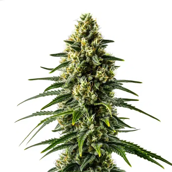 Lemon Haze Fast Version plant with frosty green buds and bright yellowish pistils.