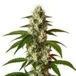 Lemon OG Fast Version cannabis plant with frosty, resinous buds and deep green leaves.