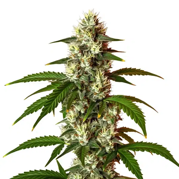 Lemon OG Fast Version cannabis plant with frosty, resinous buds and deep green leaves.