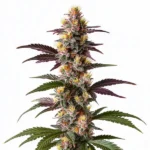 Mendocino Purple Kush Fast Version cannabis plant with purple hues and resin-coated buds.