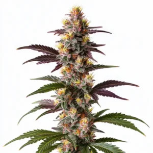 Mendocino Purple Kush Fast Version cannabis plant with purple hues and resin-coated buds.