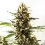 Northern Lights Kush Fast Version cannabis plant with frosty buds.
