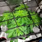 Blackberry Moonrocks in a photo, symbolizing the zenith of quality and potency in cannabis