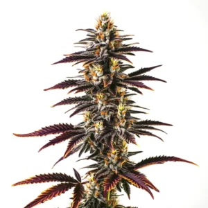 Resinous cannabis bud with purple hues, showcasing the Skunk x Blueberry Fast Version strain.