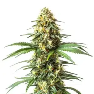 Super Critical Bilbo Fast Version cannabis with thick frosted buds and wide fan leaves.