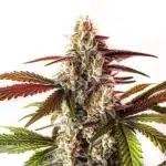 Watermelon Zkittlez Fast Version cannabis bud with vibrant purple, green, and orange hues covered in trichomes.