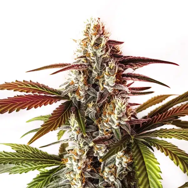 Watermelon Zkittlez Fast Version cannabis bud with vibrant purple, green, and orange hues covered in trichomes.