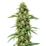 White Russian Fast Version cannabis plant with thick, frosty buds, deep green leaves, and orange pistils.