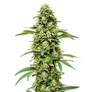 White Russian Fast Version cannabis plant with thick, frosty buds, deep green leaves, and orange pistils.