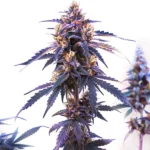 Zkittlez Fast Version strain with vibrant purple buds and bright orange pistils.