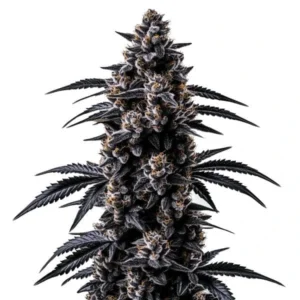 The Black Sugar cannabis strain showcasing dark, dense buds with a frosty coating of trichomes.