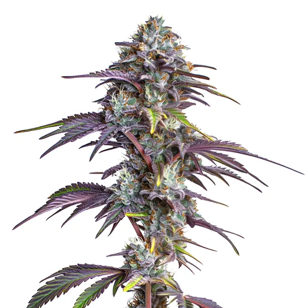 Blackberry Moonrocks cannabis plant showing dense, dark purple buds covered in trichomes with orange pistils, showcasing vibrant colors against green leaves.