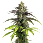 Bruce Banner 2.0 cannabis strain with dense buds and vibrant green leaves. The plant has purple hues and resinous flowers coated with trichomes.