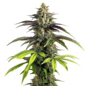 Bruce Banner 2.0 cannabis strain with dense buds and vibrant green leaves. The plant has purple hues and resinous flowers coated with trichomes.