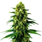 Colombian Gold cannabis strain with green buds and long, slender leaves. The plant features dense, resin-coated flowers and an overall healthy appearance.