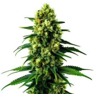 Colombian Gold cannabis strain with green buds and long, slender leaves. The plant features dense, resin-coated flowers and an overall healthy appearance.
