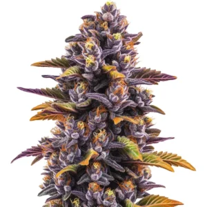 Forbidden Fruit cannabis plant with vibrant purple buds, orange pistils, and frosty trichomes
