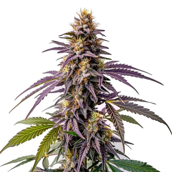 Close-up of a Fruity Pebbles cannabis plant with purple buds and resin-covered trichomes.