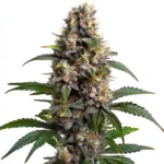 Godfather OG cannabis plant with dense, purple-hued buds covered in trichomes, orange pistils, and dark green leaves, set against a clean white background