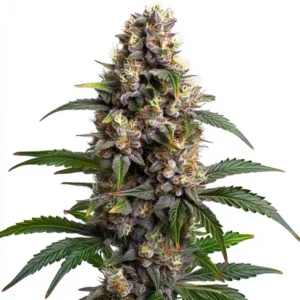 Godfather OG cannabis plant with dense, purple-hued buds covered in trichomes, orange pistils, and dark green leaves, set against a clean white background