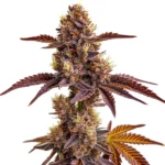 Gorilla Sherbet cannabis plant with colorful buds and a citrus aroma.