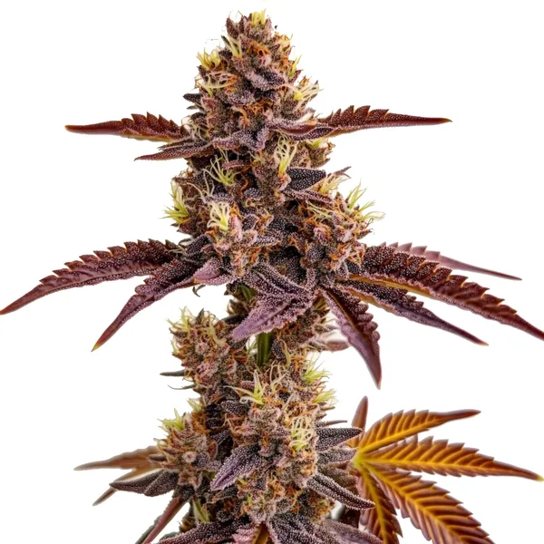 Gorilla Sherbet cannabis plant with colorful buds and a citrus aroma.