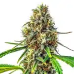 24K Gold Regular cannabis bud with golden hues, frosty trichomes, and vibrant orange pistils.