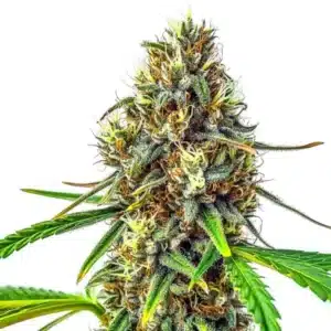 24K Gold Regular cannabis bud with golden hues, frosty trichomes, and vibrant orange pistils.