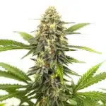 Afghan Hash Plant Regular bud with compact structure and heavy resin over dark green leaves.
