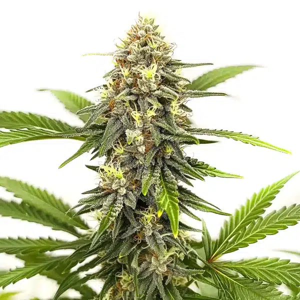 Afghan Hash Plant Regular bud with compact structure and heavy resin over dark green leaves.