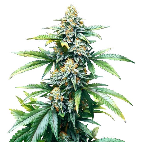 Afghan Kush Regular strain with dense, resin-covered buds and lush green foliage showcasing its pure indica genetics.