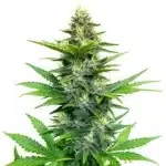 Alien Gorilla Glue Regular cannabis with frosty buds and deep green-purple leaves.