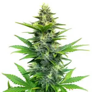 Alien Gorilla Glue Regular cannabis with frosty buds and deep green-purple leaves.