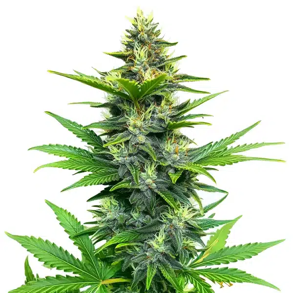 Alien Gorilla Glue Regular cannabis with frosty buds and deep green-purple leaves.