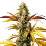 Alien OG Regular cannabis bud with thick trichomes, dark green hues, and bright orange pistils.