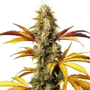 Alien OG Regular cannabis bud with thick trichomes, dark green hues, and bright orange pistils.