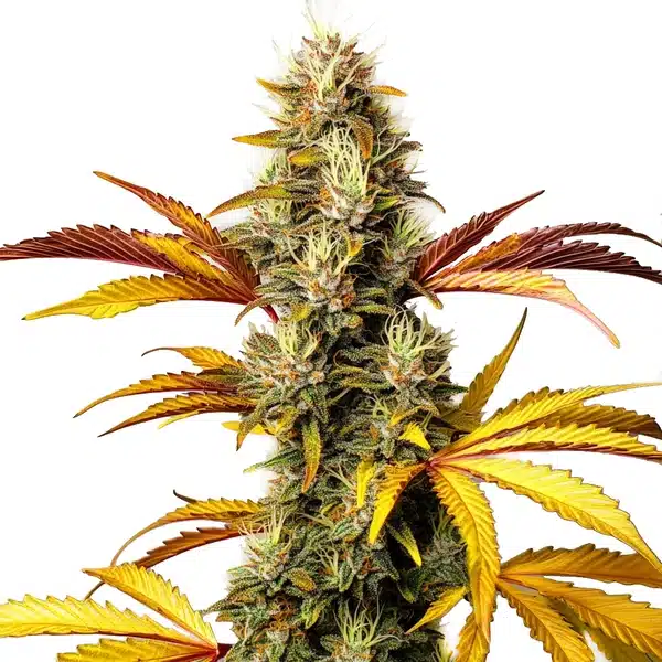 Alien OG Regular cannabis bud with thick trichomes, dark green hues, and bright orange pistils.