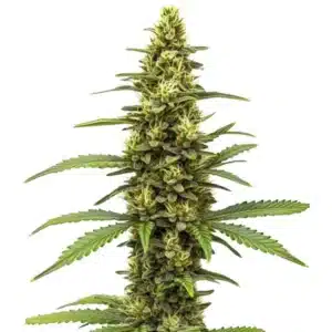 Amnesia Kush Regular cannabis plant with dense green buds and long serrated leaves.